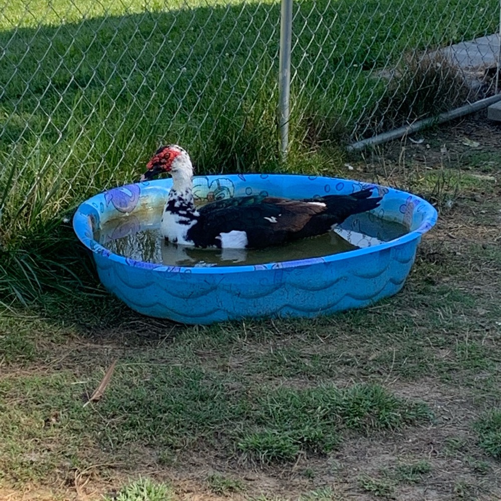 Meet your Posher, Marcy